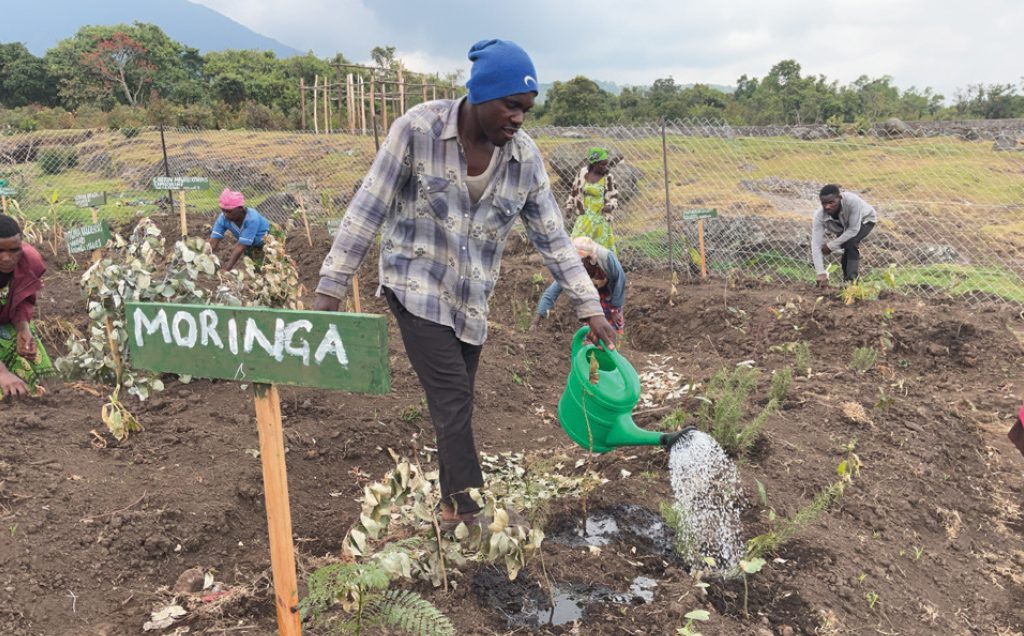 GAHINGA BATWA VILLAGE veggie garden GAHINGA BATWA VILLAGE veggie garden