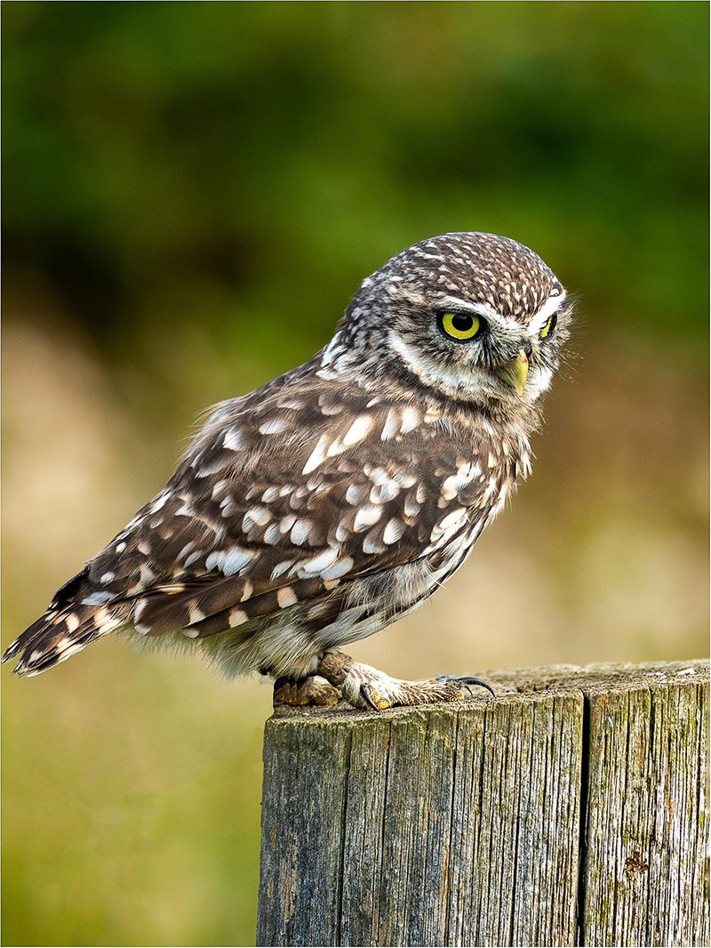 Pearl spotted owlet Pearl spotted owlet