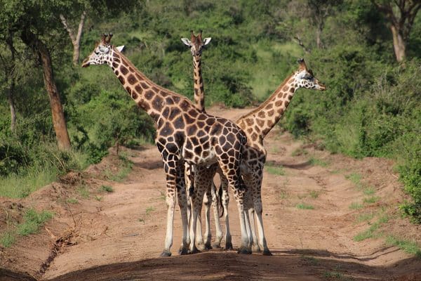 Uganda Giraffes by lisette verwoerd