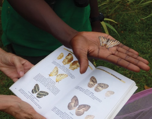 Africa butterfly map