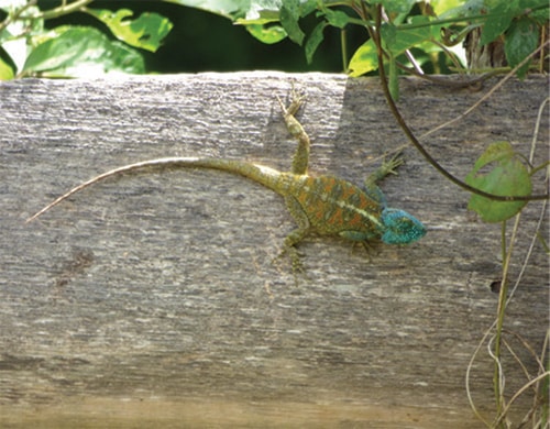 Blue headed agama lizard Sunbird hill