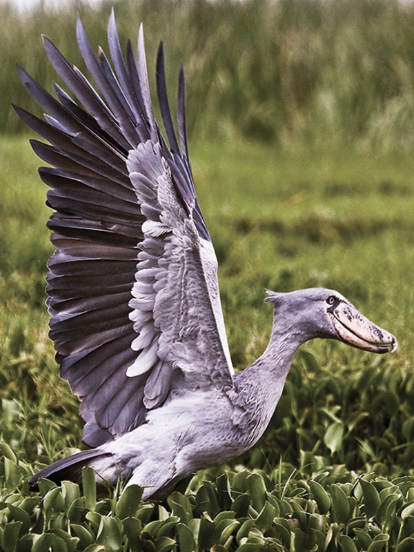 Shoebill Stork by Paul Goldring