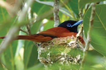 Sunbird Hill Kibale Forest edge