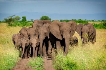 Queen Elizabeth National Park