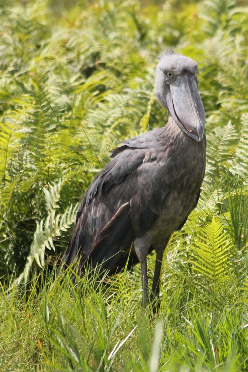 Adult Female Shoe Bill