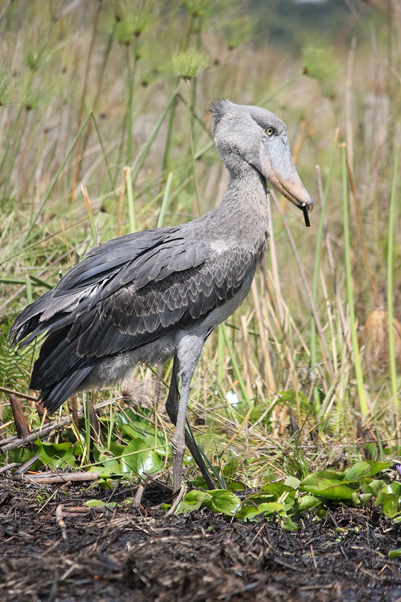 Juvenile Shoebill - three and a half months old