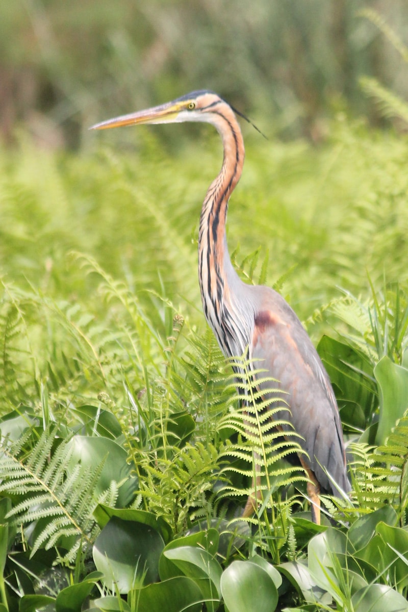 Mabamba Papyrus Swamp bird wildlife heron