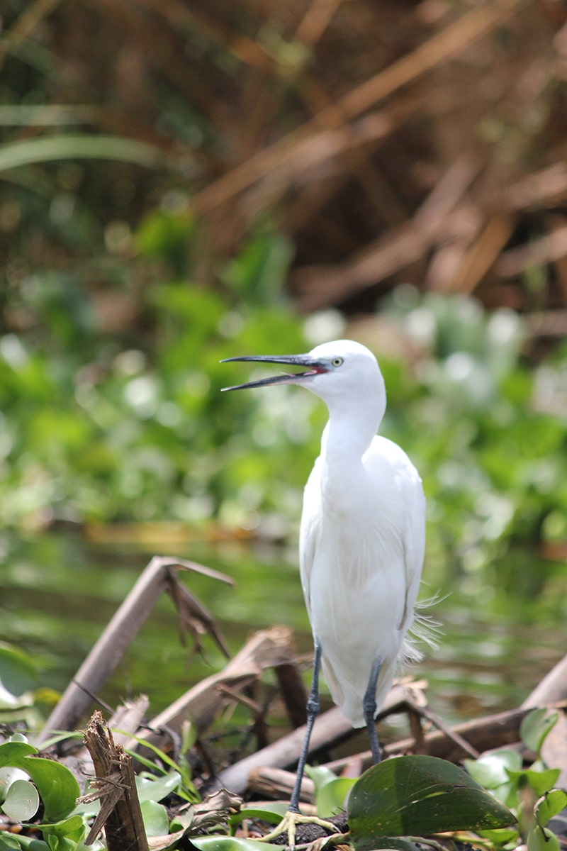 Mabamba Papyrus Swamp bird wildlife