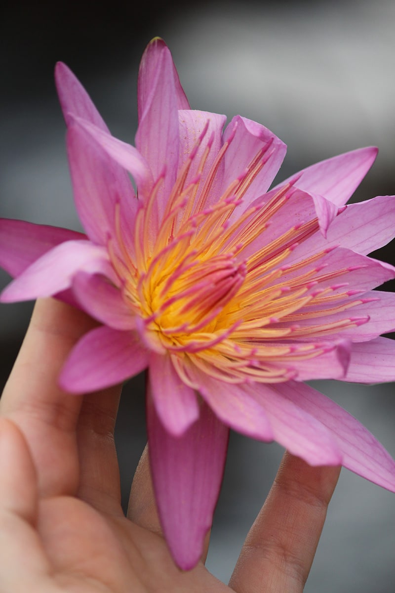 Mabamba Papyrus Swamp flower