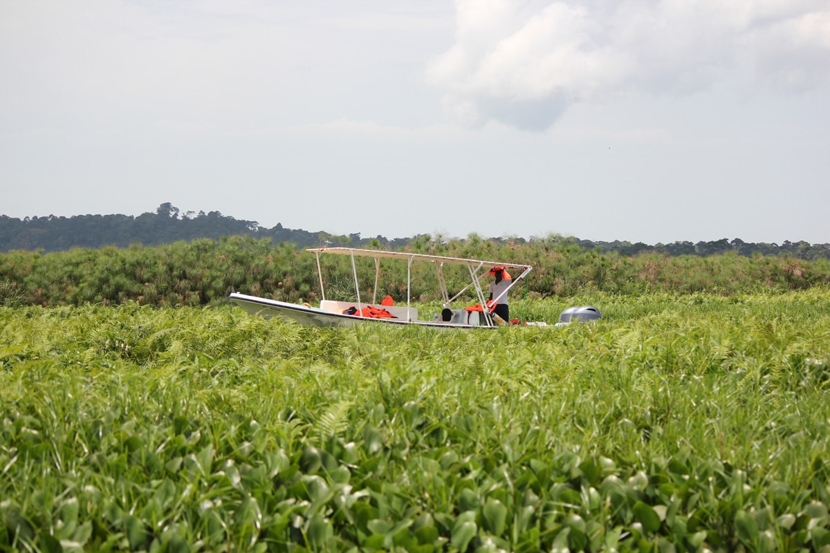 Mabamba Papyrus Swamp uganda