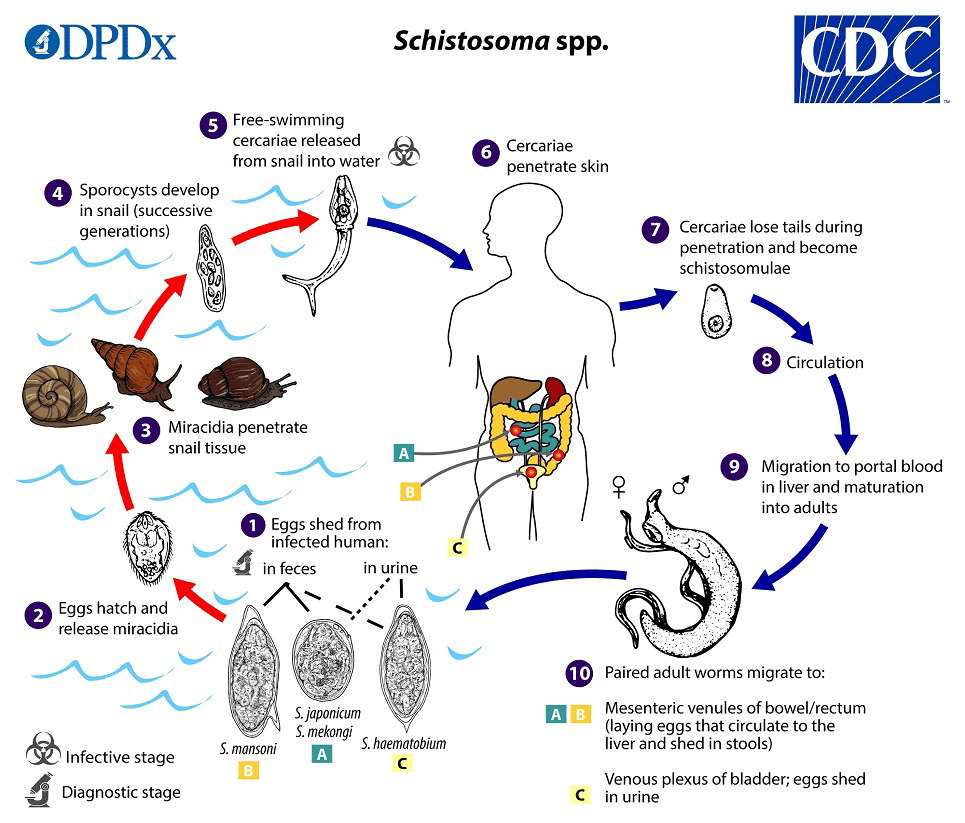 Schistomes LifeCycle CDC diagram