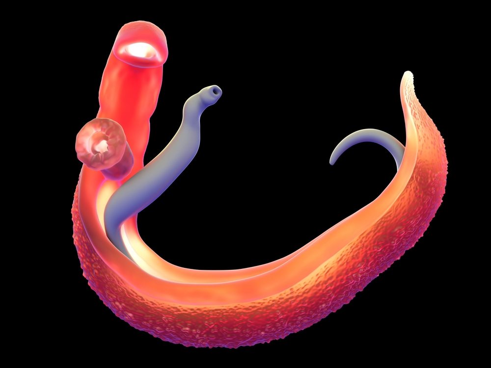 Schistosoma worm Bilharzia