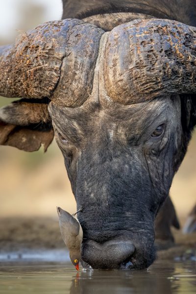 African Buffalo (Cape Buffalo) & the Red Billed Oxpecker