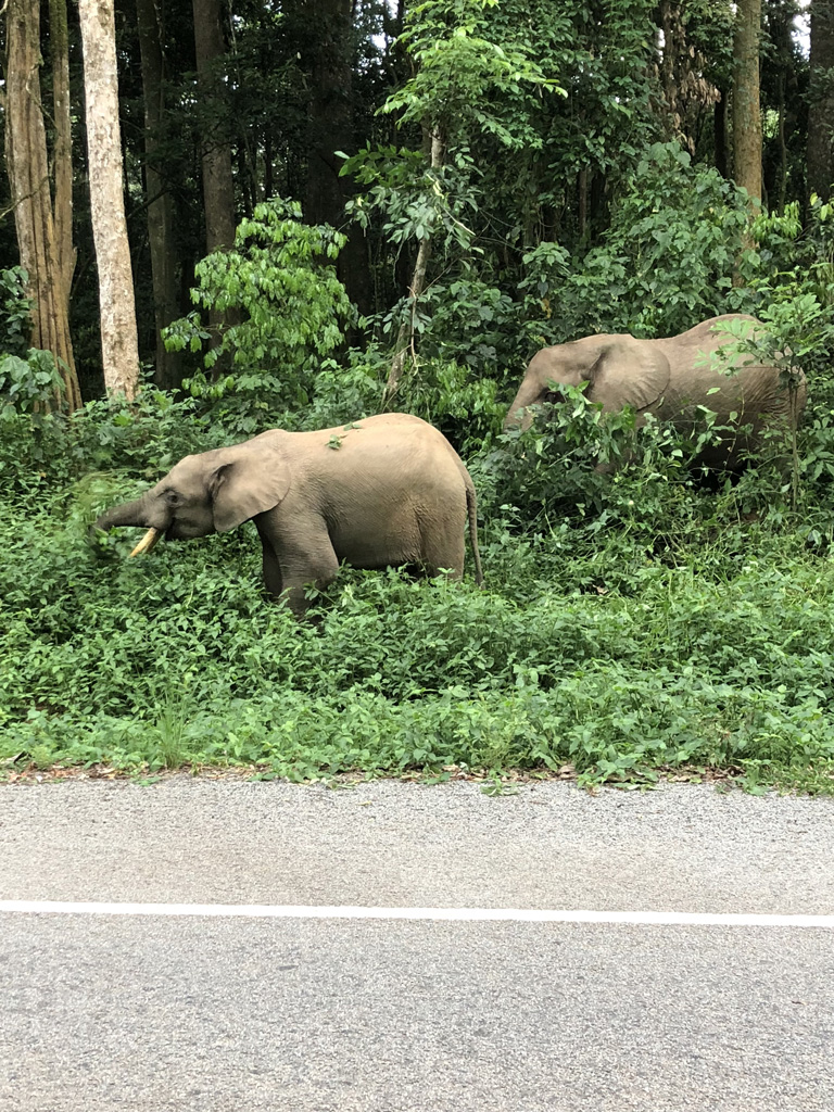 Forest elephants notoriously shy (and usually nocturnal) so this is quite a sighting Julia Lloyd