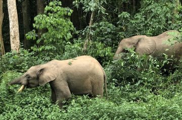 Life on the edge of Kibale Forest