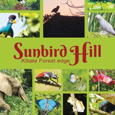 Sunbird hill Elephants