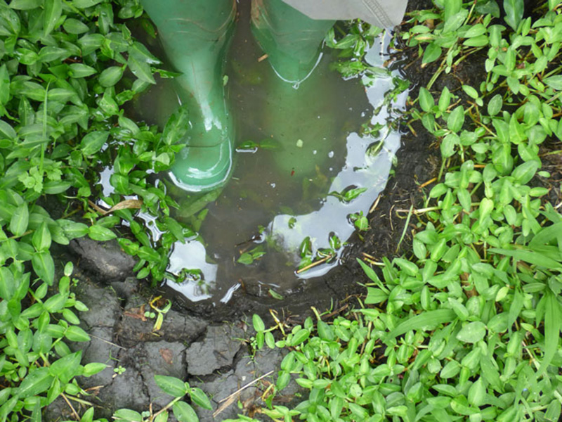 elephant footprint. Sunbird Hill Kibale. Charlotte Beauvoisin