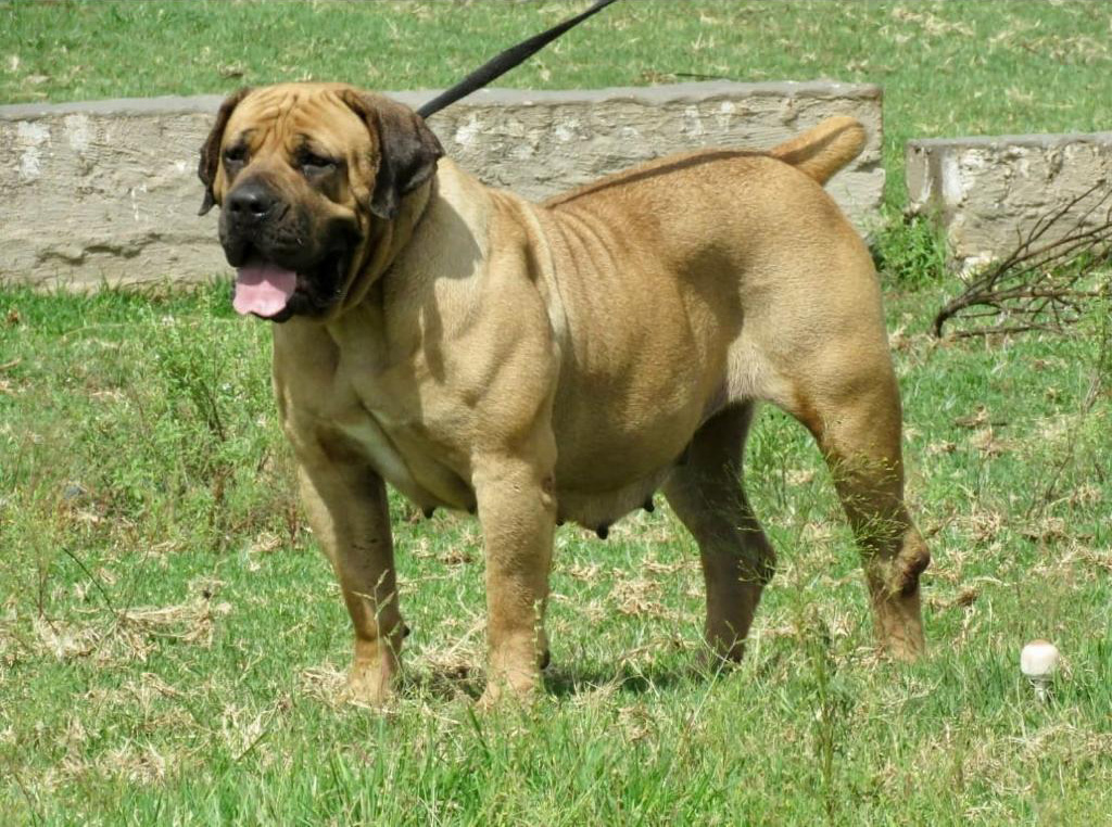 A typical strong female Boerboel of quality breeding