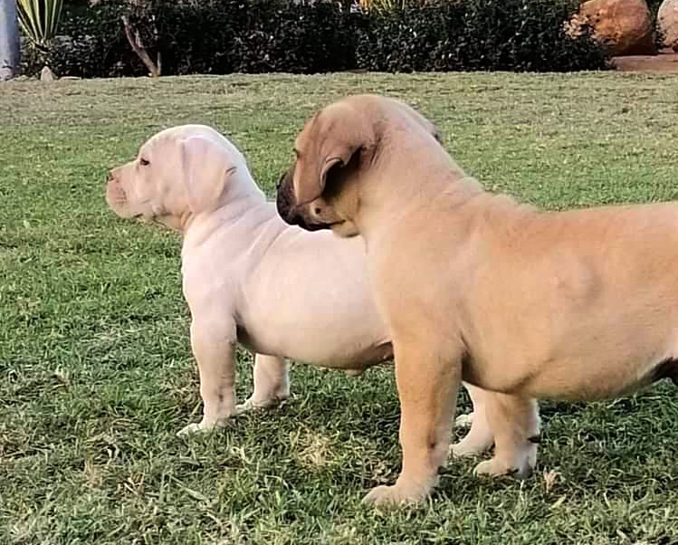 Boerboel breed puppies