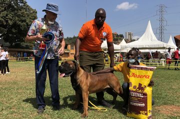 Breed of Dog: Boerboel