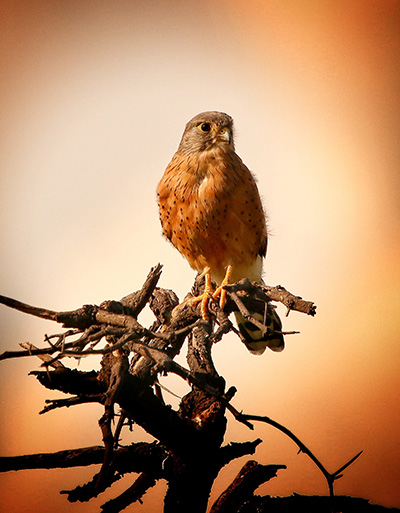 Rock Kestrel cover photo by JP Meyer