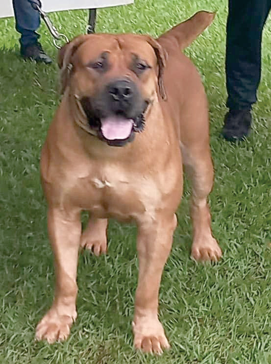 Sterling Brussels highest appraised and Ugandan bred Boerboel in 2023