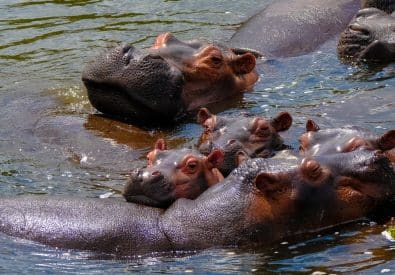 Mond Safari Uganda