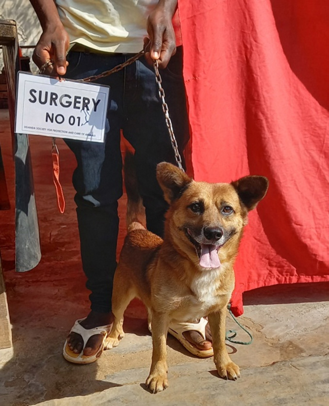 Ffirst castration surgery of the year at the Uniquely Paws sponsored Kawempe Free Community Clinic Photo courtesy of Meg Jaquay