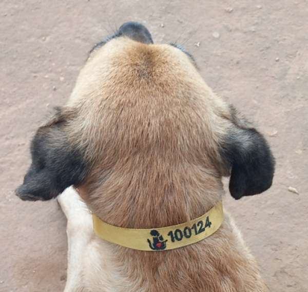 George with the first rabies collar of its kind in Uganda