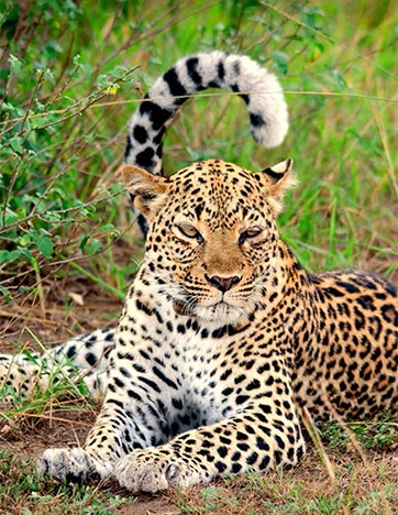 Cover photo Leopard (Panthera pardus) by Michelle Sutton