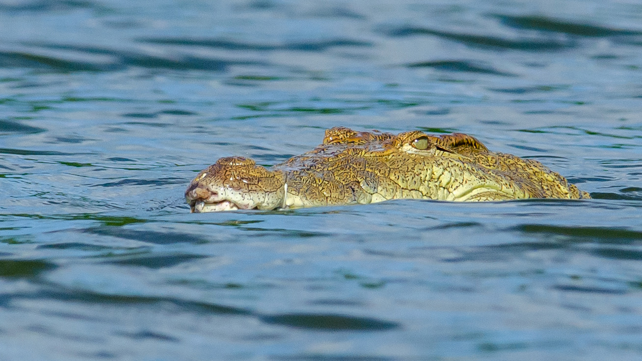 Nile Crocodile by Michelle Sutton