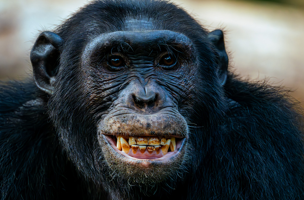 Chimpanzee from Kyambura Game Reserve by Gabriel Jones