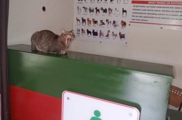 SUPERIOR ANIMAL CLINIC