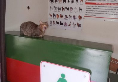 SUPERIOR ANIMAL CLINIC