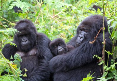 Uganda Gorilla Tours