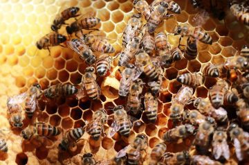 Malaika Honey Ltd