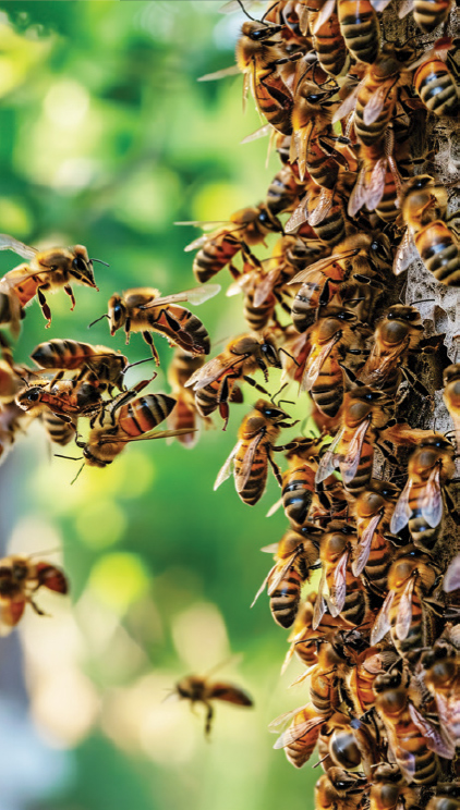 The Eye Magazine Uganda Apr june 2026 cover photo Bees The Eye Magazine Uganda Apr june 2026 cover photo Bees