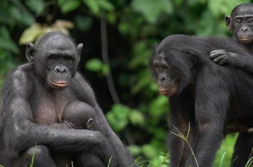 Primate Safaris Uganda